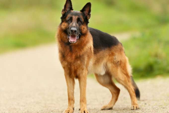 Vídeo revela supostos maus-tratos a cão em gravação de filme