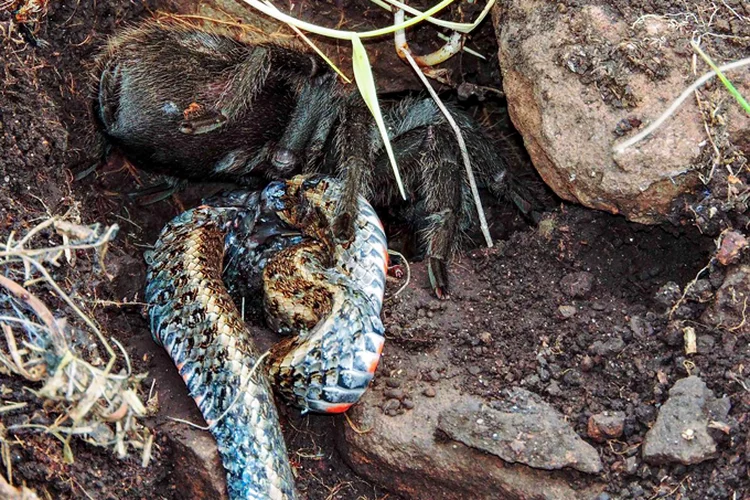 Refeição: os pesquisadores ainda não sabem como a tarântula matou a cobra (Gabriela Franzoi Dri/Divulgação)