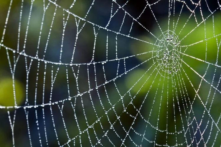 Teia de aranha: o material é um dos mais resistentes da natureza (LynnWhitt/Thinkstock)