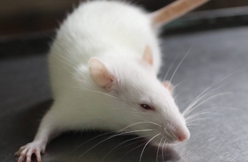 Rato: os cientistas advertiram, porém, que seu objetivo não era criar um exército de ratos assassinos (VseBogd/Thinkstock)
