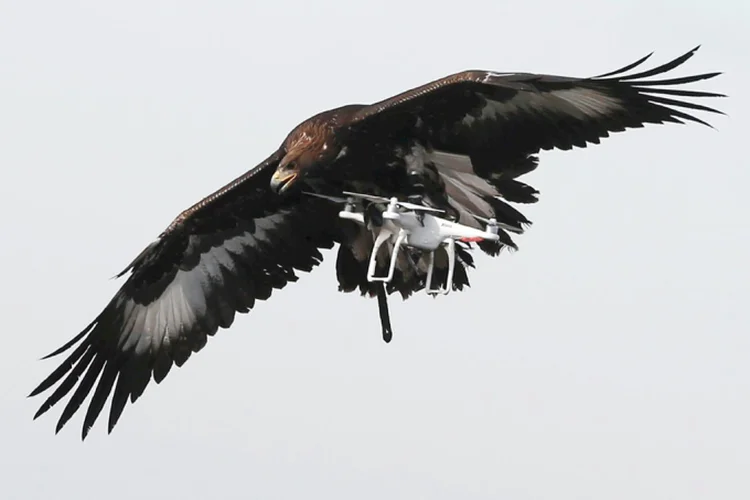 Águia abate drone: ideia de usar aves de rapina foi da polícia holandesa, que já empregava águias treinadas para interceptar drones no ar (Regis Duvignau/Reuters)