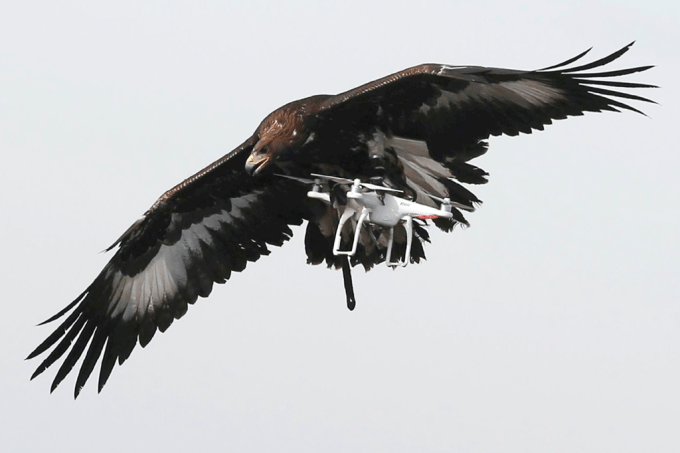 França está usando águias para destruir drones terroristas