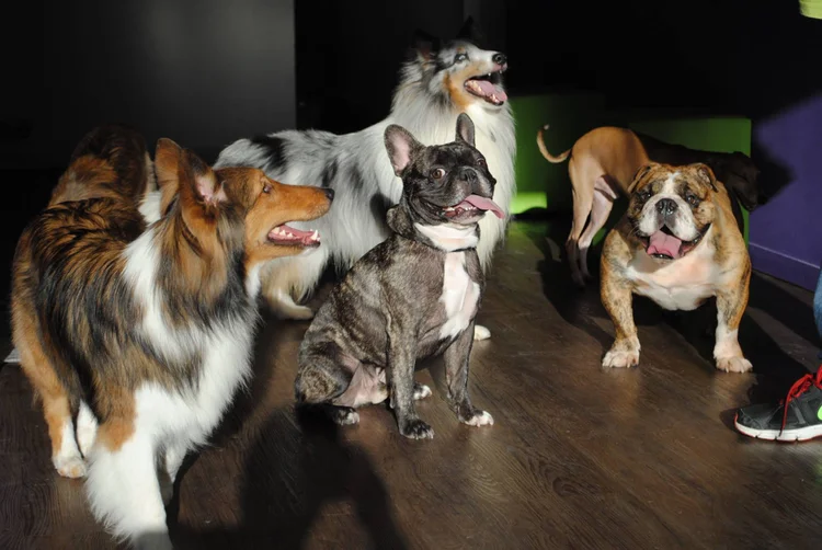 Holiday Pet: a venda de produtos e serviços para animais de estimação fatura pelo menos 19 bilhões de reais por ano no Brasil (Divulgação)