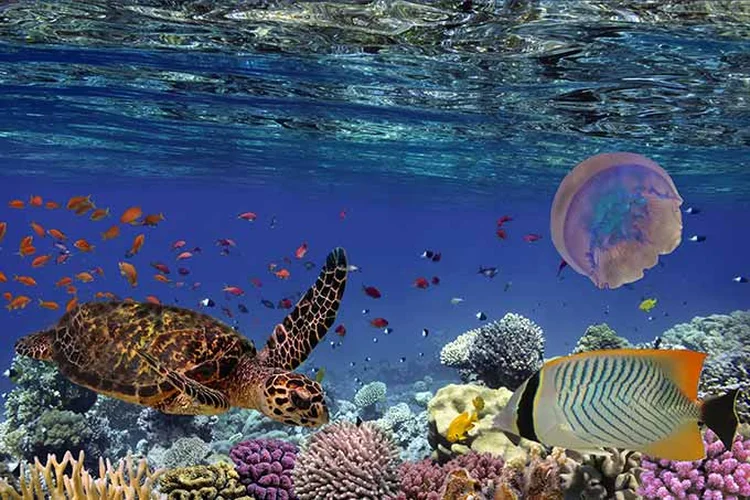 Corais no Havaí: grupo de biólogos faz parte de esforço para manter o frágil ecossistema da ilha (vlad61/Thinkstock)