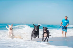 Imagem referente à matéria: Guia de praias pet friendly em SP: regras de acesso e som