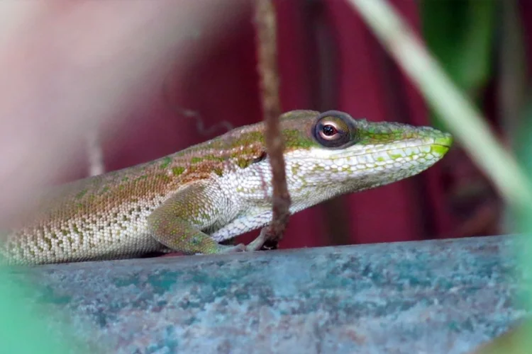 O gênero Anolis tem centenas de espécies que podem hibridizar (Ivan Prates/Agência Fapesp)