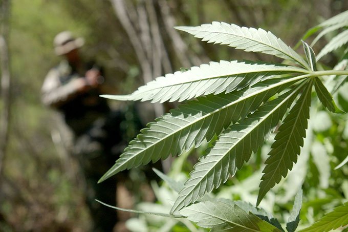 Califórnia começa a vender legalmente maconha para uso recreativo