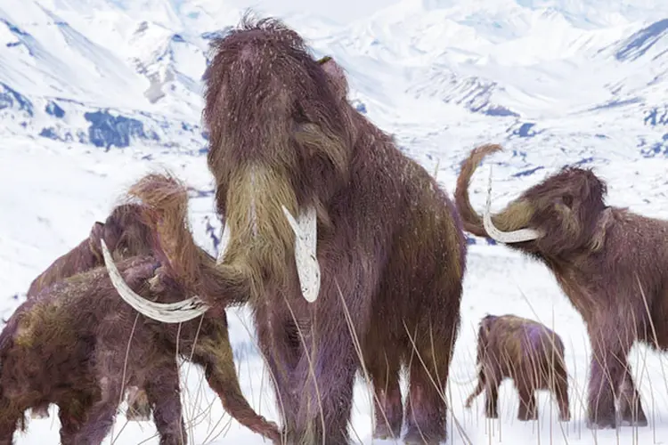 Análise de fósseis de mamute na Sibéria, região da Rússia, leva à descoberta de nova espécie (Aunt_Spray/Thinkstock)