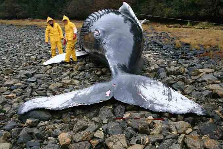 Baleia encalhada na ilha de Baranof, Alaska. (Aleria Jensen, NOAA / NMFS / AKFSC)