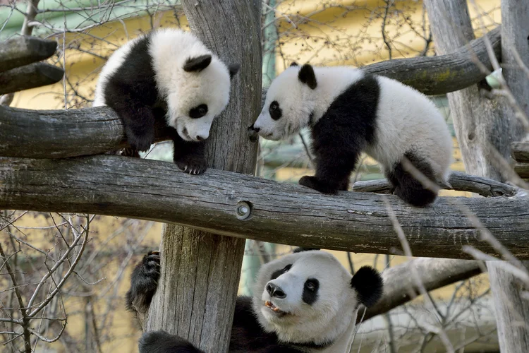 Pandas Fu Feng e Fu Ban com a mãe, Yang Yang, no zoo Schoenbrunn, em Viena (Norbert Potensky/Reuters)