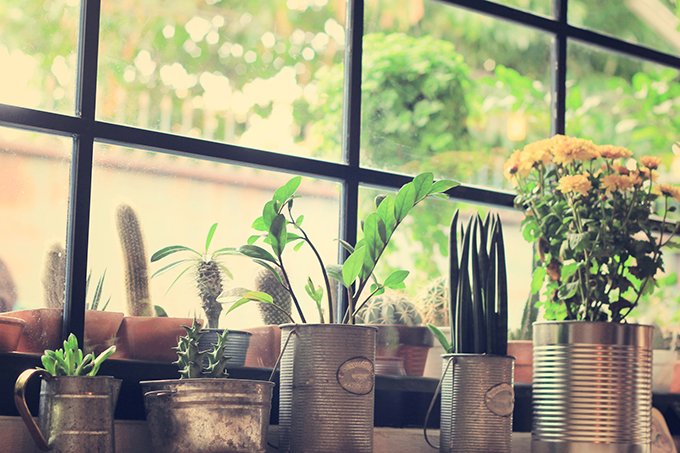 Motivos para ter plantas dentro de casa!🏡 Nos siga para mais