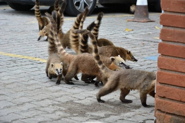 Quatis invadem shopping em praia nobre de SP para comer