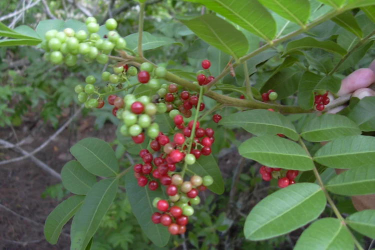 Aroeira-vermelha (também conhecida como peppertree), é uma espécie nativa da América do Sul (Forest & Kim Starr/Wikimedia Commons)