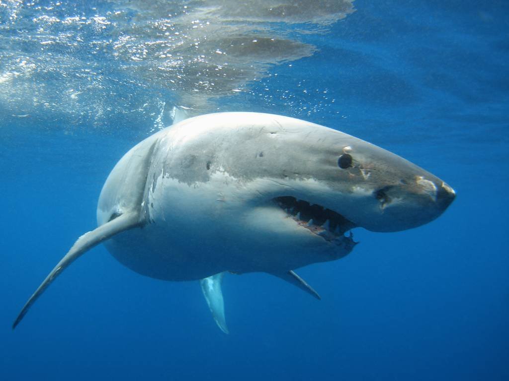 Tubarão devora cadela após dono jogar vara no mar