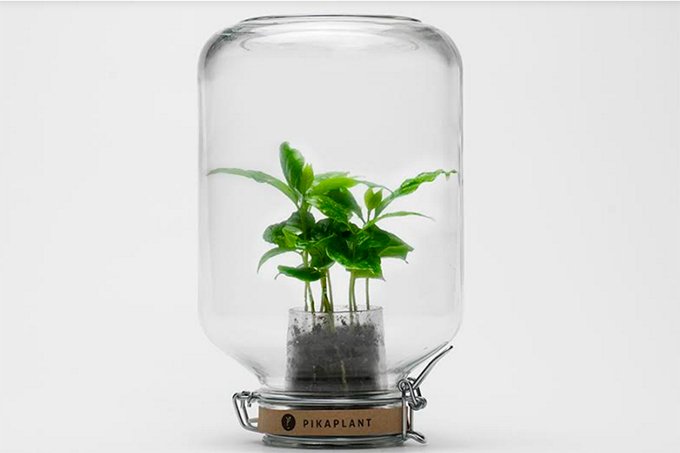 Com este vaso, suas plantas nunca mais vão precisar de água | Exame