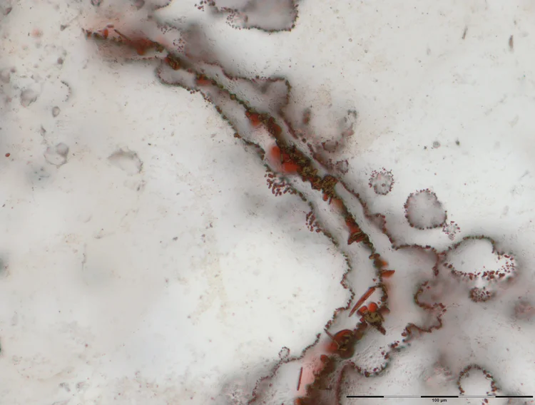 Micro-organismos: em diâmetro, medem metade de um fio de cabelo humano (Matthew Dodd/University College London/Reuters)