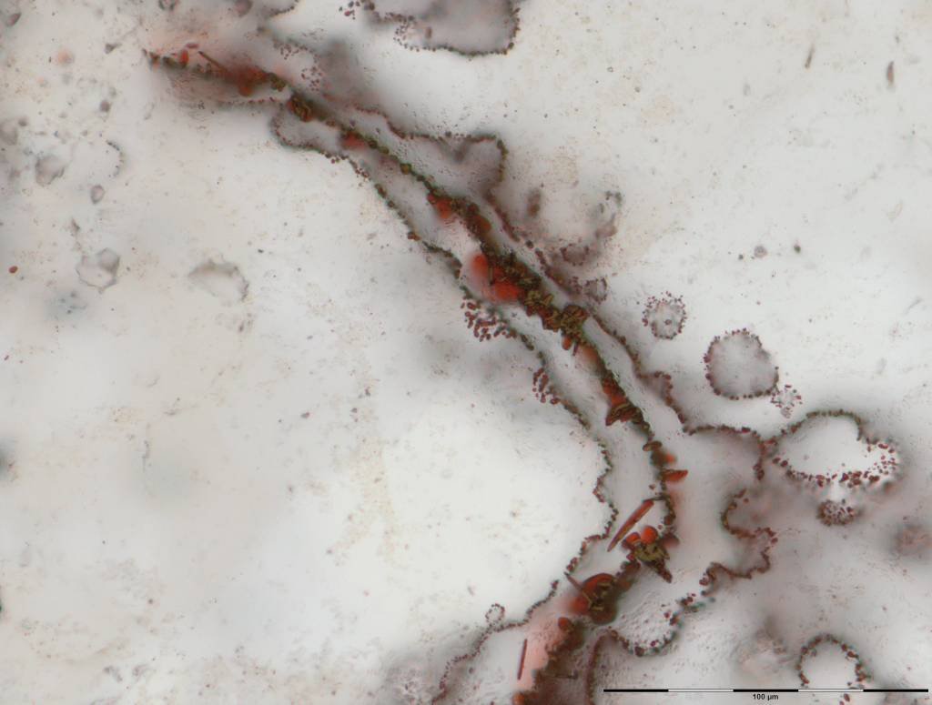 Fósseis de micro-organismos descobertos podem ter 4 bi de anos