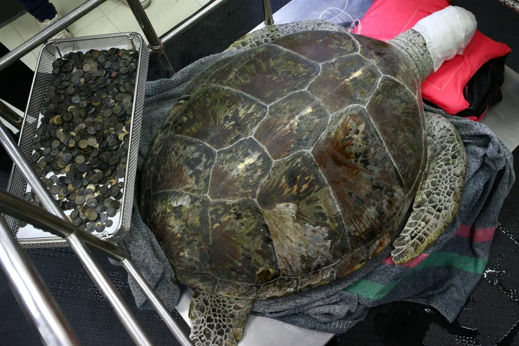 Tartaruga: veterinários detectaram cinco quilos de moedas em seu ventre (Athit Perawongmetha/Reuters)