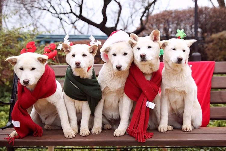 Cachorros de estimação da ex-presidente sul-coreana Park Geun-hye (The Presidential Blue House/News1/Reuters)