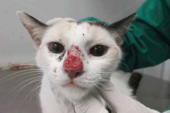 Doença emergente que afeta gatos pode atingir humanos