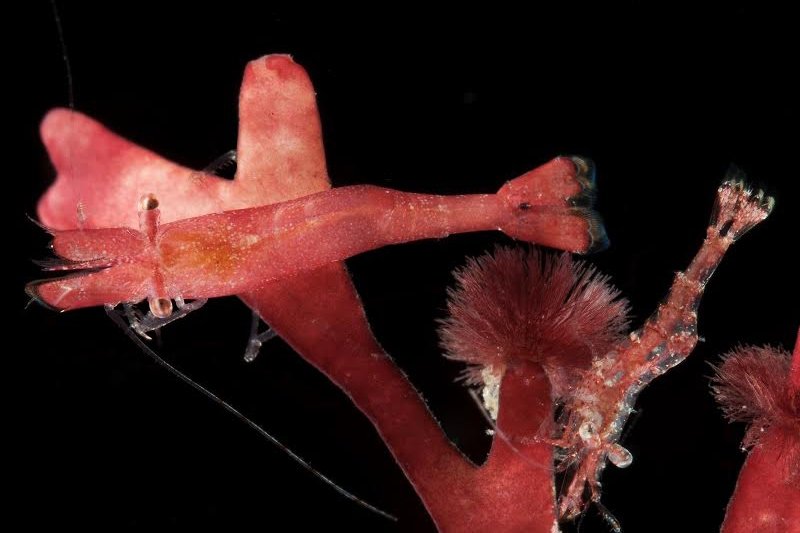 Cientistas da USP descobrem "camarões camaleônicos"