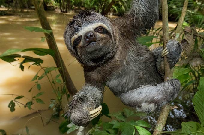 Vídeo faz apelo emocionante para salvar a Amazônia