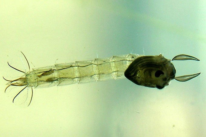 Estudo revela que larva de mosca emite gases do efeito estufa