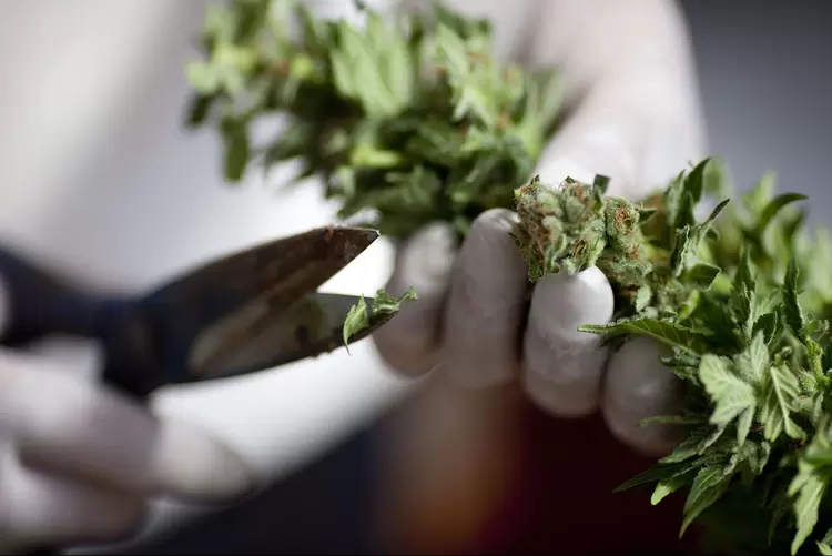 Cannabis: medicamento feito através da planta foi aprovado para tratar tipos de epilepsia que causam severas convulsões (Uriel Sinai/Getty Images)