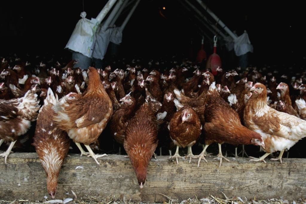 Ministério da Agricultura decreta emergência zoosanitária após casos de gripe aviária no país