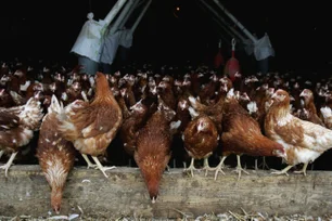 Imagem referente à matéria: Gripe aviária deve afetar de novo economia do Rio Grande do Sul