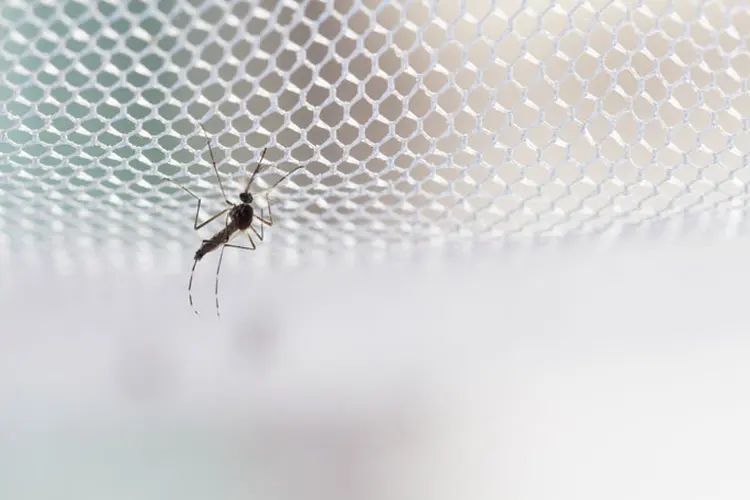 Anopheles: mosquito que transmite a Malária. Doença já tem dois casos confirmados no Rio de Janeiro (iStock/Thinkstock)