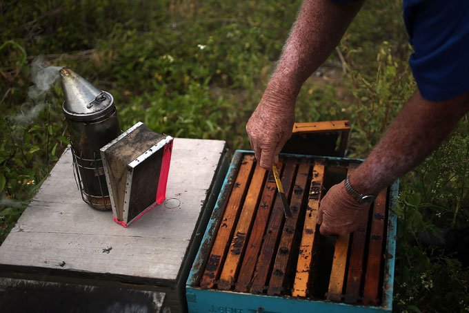 Alta no preço do mel aumenta roubos de colmeias na Nova Zelândia