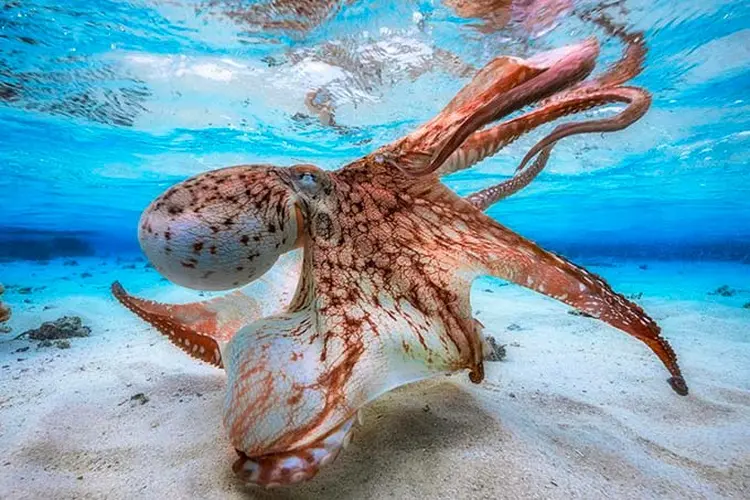 Melhor fotografia do ano: "Dancing Octopus', de Gabriel Barathieu.  (Gabriel Barathieu / UPY London)