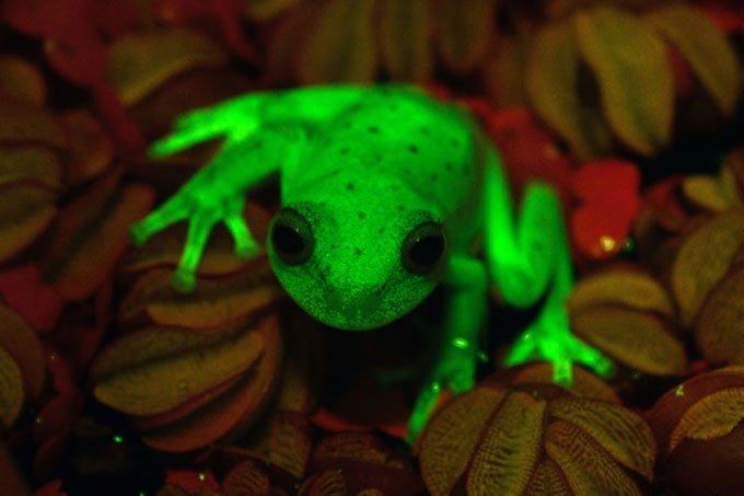 Primeira rã fluorescente é descoberta na Argentina