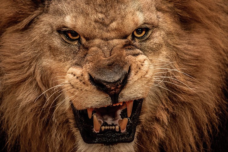 Leão ataca e mata funcionário de zoo no México