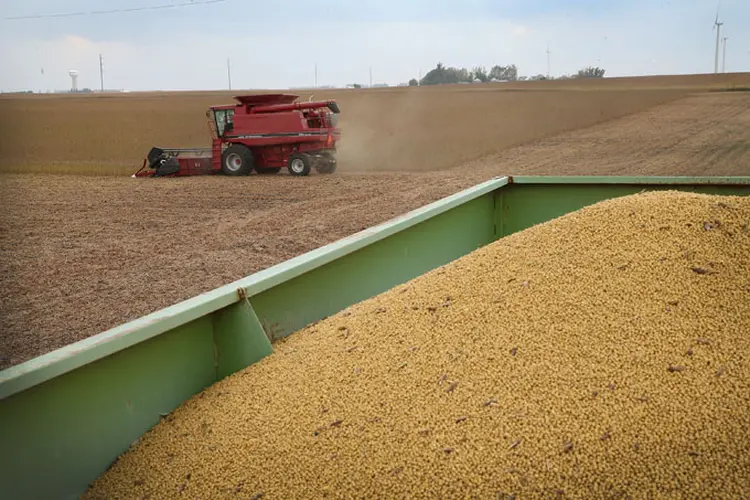 Soja: demanda da China pelo grão brasileiro pode crescer em meio a uma guerra comercial (Scott Olson/Getty Images)