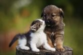 gato e cachorro; gatinho e cachorrinho