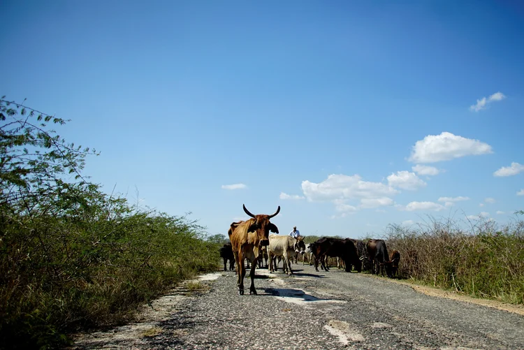 Seca: os efeitos da seca são sentidos em toda Cuba, onde 141 municípios sofrem com a escassez de água (Alexandre Meneghini/Reuters)