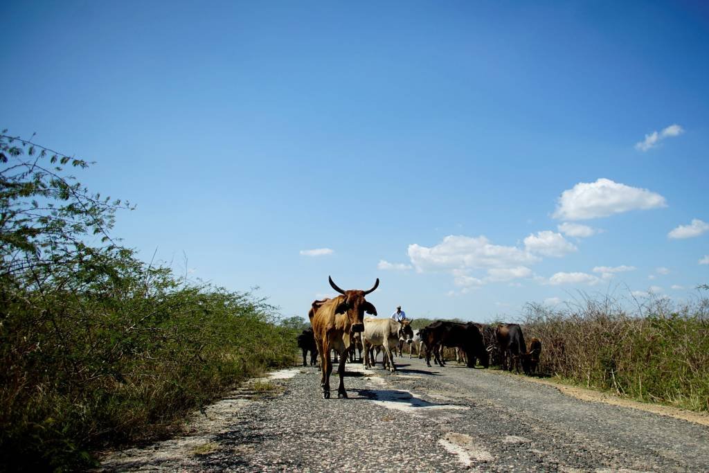 Com vacas magras e baldes, Cuba vive a pior seca do último século