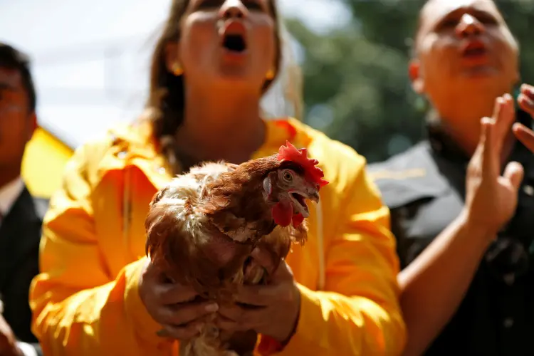 Protesto em Caracas: manifestantes levaram galinhas vivas ao escritório do ouvidor público para simbolizar covardia, mas foram confrontados por apoiadores do governo (Carlos Garcia Rawlins/Reuters)