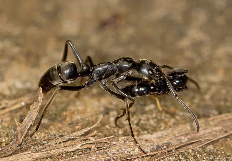Formiga Matabele: as formigas, que ficam com até 2 centímetros de comprimento, são especialistas na caça de cupins (Erik Frank/Reuters)
