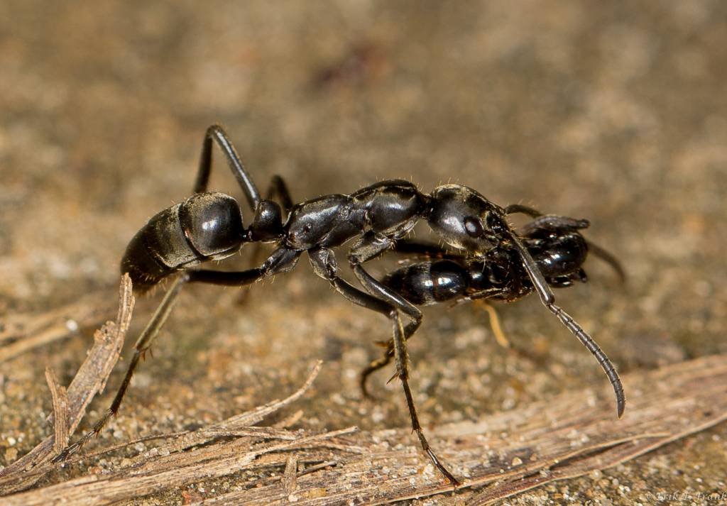 Formigas marcham em formação de batalha e resgatam os feridos