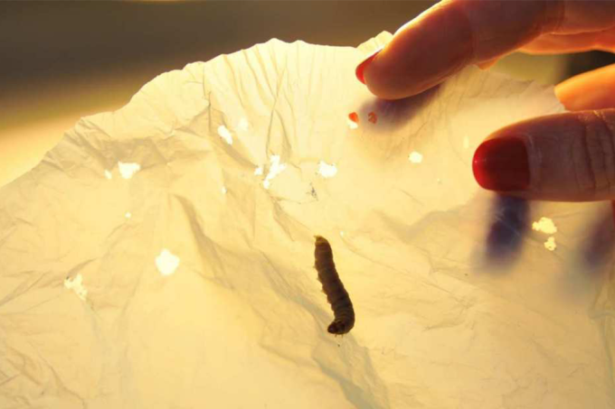 Larva da Galleria mellonella, inseto também conhecido como traça-do-favo-de-mel, come sacos plásticos de supermercado no almoço (CSIC Communications Department/Divulgação)