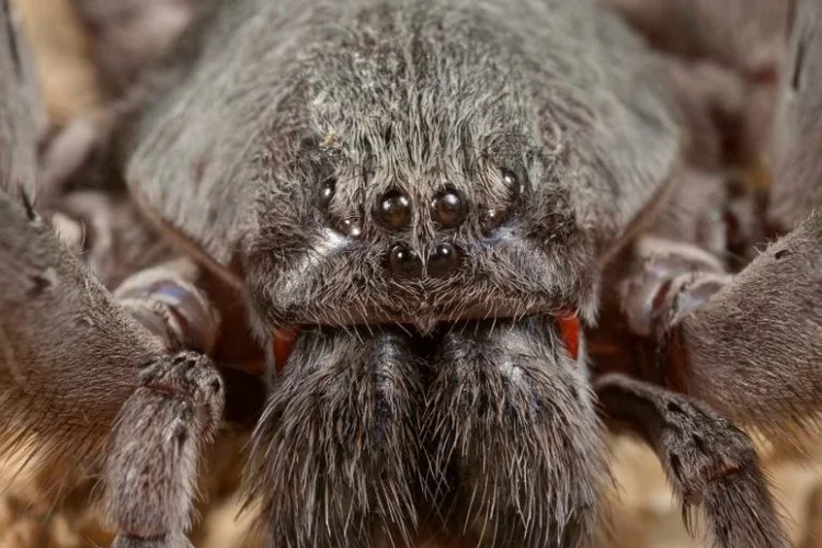 Califorctenus Cacachilensis: esta aranha de patas compridas (10 centímetros) e corpo pequeno tem cerca de 23 cm de diâmetro (Museu de História Natural de São Diego/Divulgação)