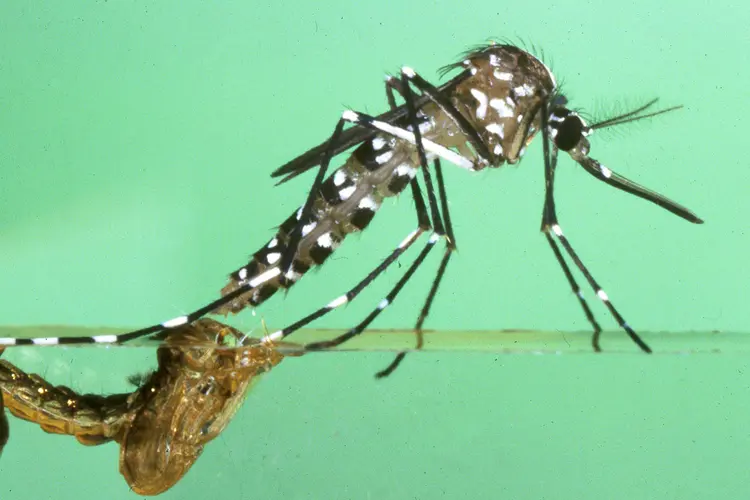 Aedes albopictus: o mosquito é da mesma família e do mesmo gênero do Aedes aegypti. (Jack Leonard/New Orleans Mosquito and Termite Control Board/Getty Images)