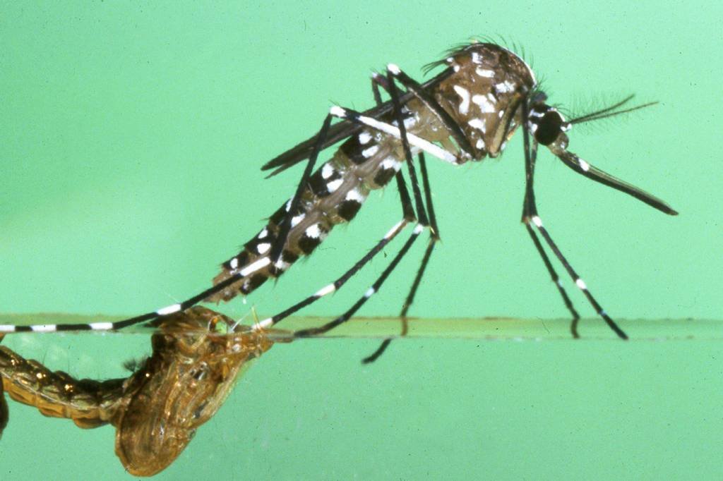 Zika pode ser transmitida por mosquito "primo" do Aedes aegypti