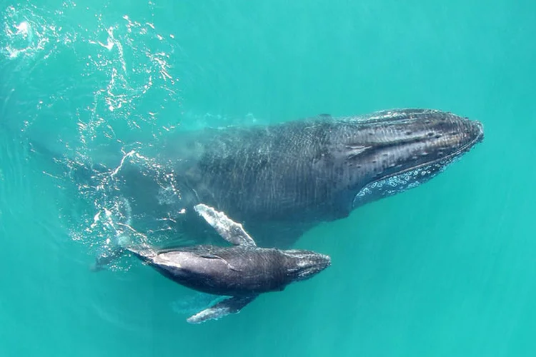 Uma baleia jubarte mãe e seu bebê nadam no golfo de Exmouth na Austrália. (Fredrik Christiansen/Functional Ecology/Reprodução)