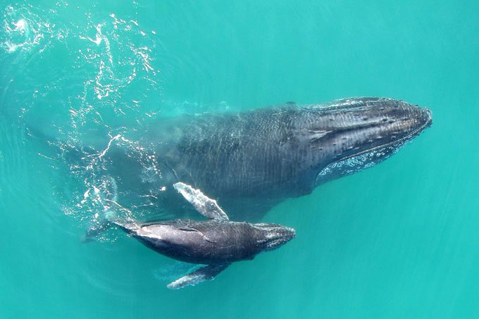 Baleias bebês "sussurram" com mães para evitar predadores; ouça