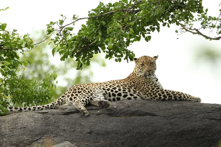 Leopardo: Katmandu fica perto de colinas e bosques onde vivem leopardos, que em algumas ocasiões se perdem e chegam à cidade (Warren Little/Getty Images)