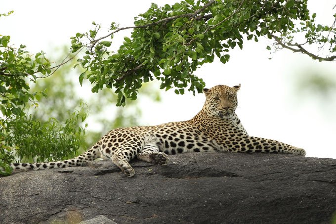 Leopardo provoca fechamento do único aeroporto do Nepal